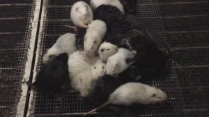 Нутрии спят только там где горячий ПОЛ.