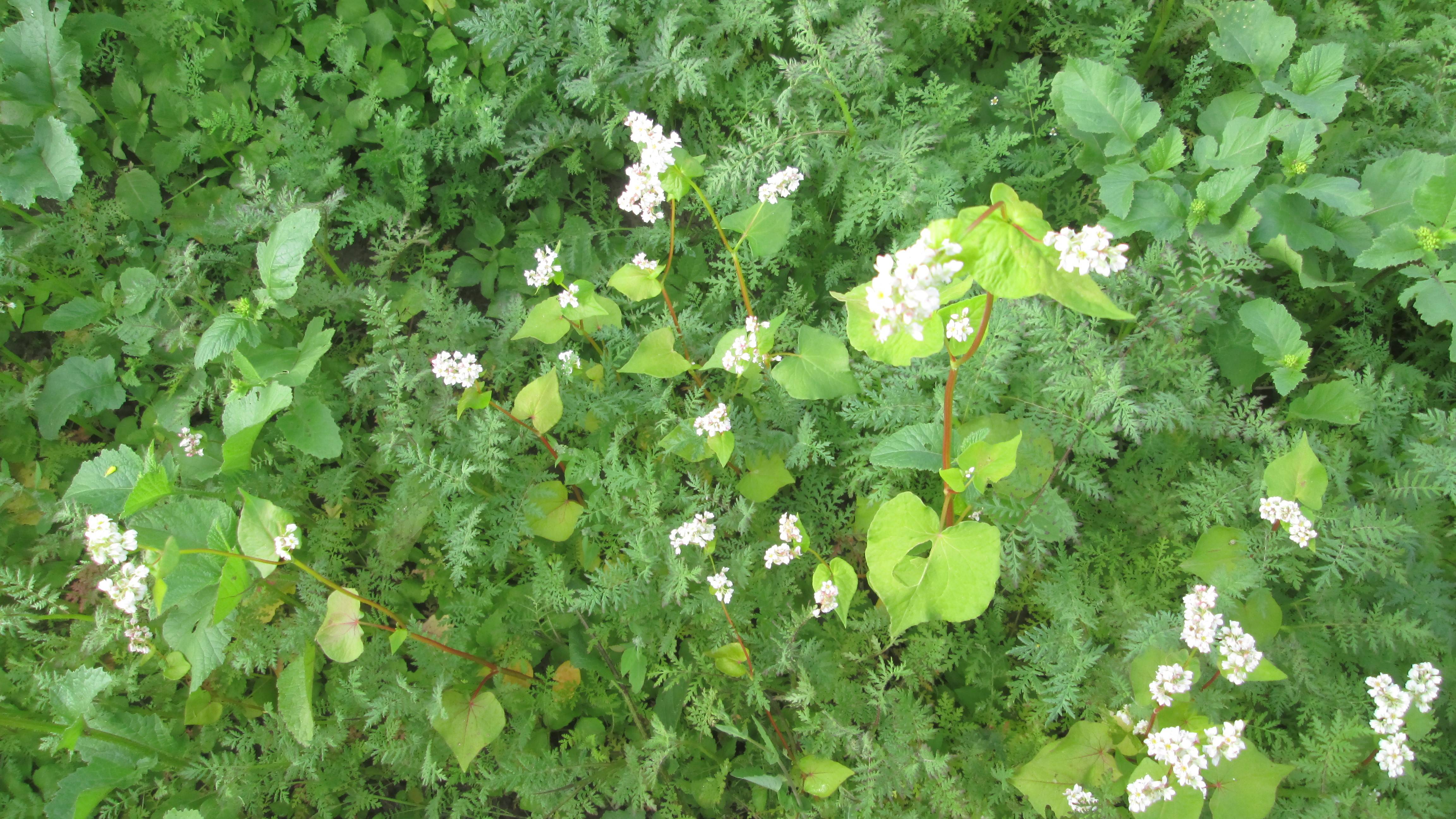 Гречиха как сидерат смотреть онлайн