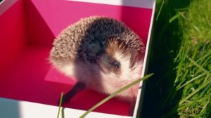 ВСТРЕЧА С КИСОЙ БАТТЕРС - ВСПОМНИТ ЛИ ОНА НАС? | НЕ ВИДЕЛИ КОШКУ ГОД