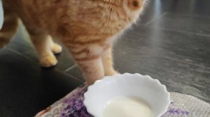 молочное утро 🌄🥛🐱😋👍