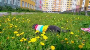 ОДИН ДЕНЬ с КОШЕЧКОЙ БАТТЕРС | НА КИСУ НАПАЛ ШМЕЛЬ | КИСА ГУЛЯЕТ на ПОЛЕ ОДУВАНЧИКОВ