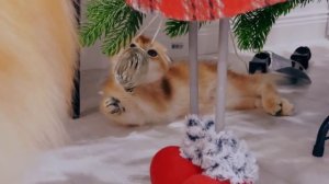 ПЕРВЫЕ ДНИ Маленького КОТЕНКА у нас Дома с ПИТОМЦАМИ | РЕАКЦИЯ КОШКИ и СОБАКИ на КОТЕНКА