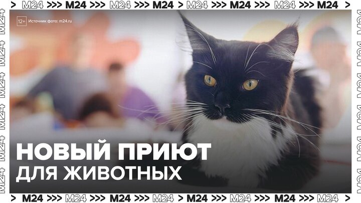 Новый городской приют для бездомных животных появится в Зеленограде - Москва 24