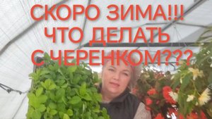 черенок крупнолистной гортензии готовлю к  зиме