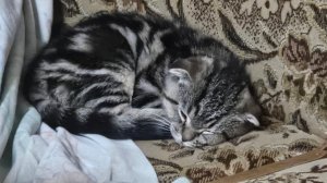 3 Октября,  Просто вечер. Моя маленькая киса😻