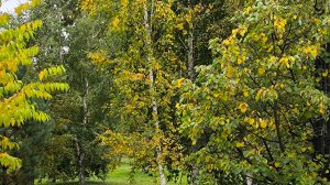 Влог 90. Мария купается. Покупки. Осень в нашем парке.