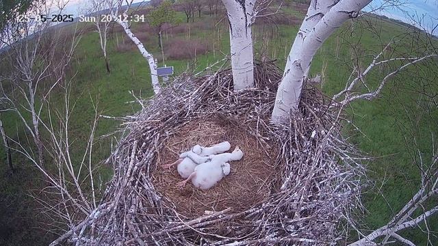 Гнездовая жизнь дальневосточных аистов смотреть онлайн