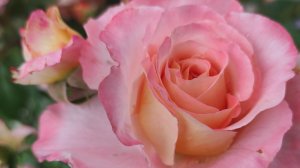 РОЗЫ. ГОРТЕНЗИИ. Сад в сентябре.