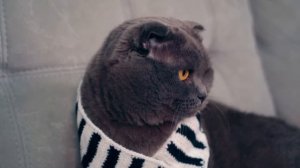 ШКОЛЬНЫЙ ПОКАЗ МОД - КОСТЮМЫ для Котика, Пёсика и Ежика | Чей ОБРАЗ Лучше? | Кот Баттерс