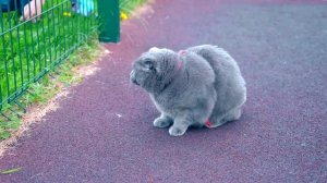 КОШЕЧКА БАТТЕРС И СОБАЧКА ЭЛИС ВМЕСТЕ ГУЛЯЮТ НА УЛИЦЕ | ВСТРЕТИЛИ ГИГАНТСКУЮ СОБАКУ !