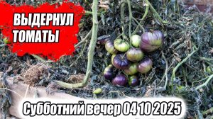 ПЛОТНО НЕ САЖАТЬ! Выдернул томаты коротко о выводах сезона 2025