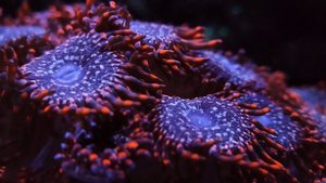 "Мягкий" риф. Клиентский аквариум.