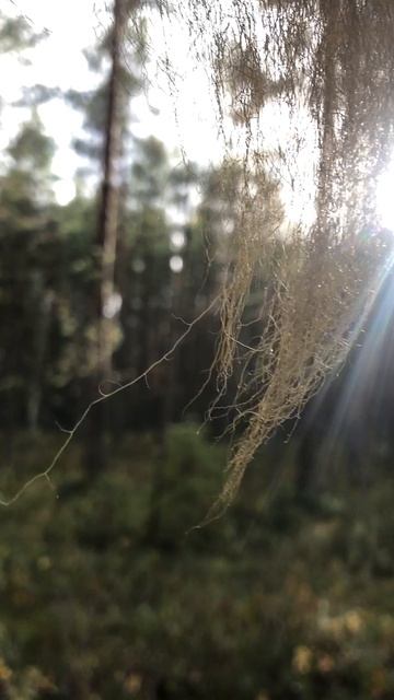 Уснея бородатая (лишайник)