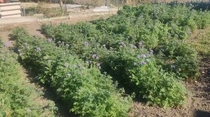 Фацелия 4 октября 2025