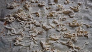 Лаваш с беконом