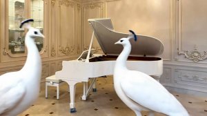 Steinway & Sons B-211 Белый павлин