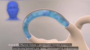 Доброкачественное пароксизмальное позиционное головокружение (ДППГ) 
Упражнения