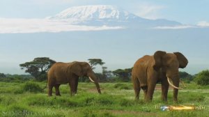 #Коран#АльАнам#СамыеКрасивыеМеста#Relaxation##Islam#Quran#AlAnam#Minshawiy #4кВидео#19часть#