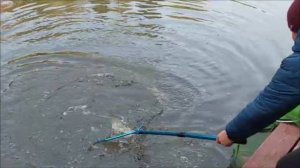 Яркие блёсны работают на запуске. Клёвое место, Лосиный остров, спорт-зона.