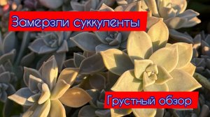 Грустный обзор суккулентов после заморозка. 4 октября 2025