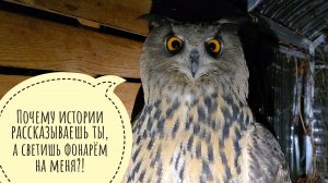 Вечерний обход сов и выдача еды. Мыши из совешни переехали в крысятню