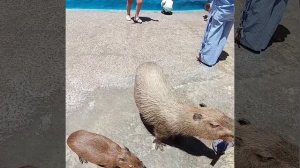 Vinpearl (VinWonders) - парк развлечений, Нячанг, Вьетнам. Часть l.