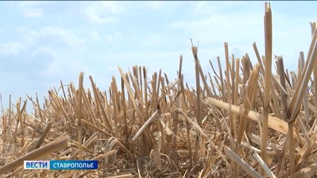 На Ставрополье вынесли приговор бригадиру сельхозкооператива