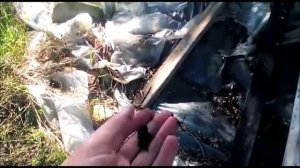 2016 Переработка навоза овец ПГСХА