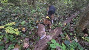 Добыли!Охота на зайца с эстонской гончей.Собака не хотела возвращаться без добычи! #охотаназайца