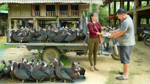 Покупаю 34 мускусных уток для продажи их на сельском рынке. Жизнь во Вьетнаме