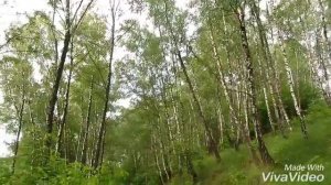 Наша природа. Березовая роща!