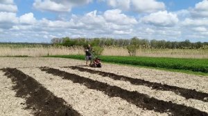 Посадка арбузов и дынь.