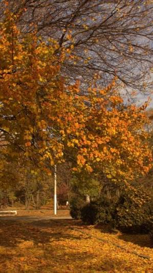 Тишины хочу..