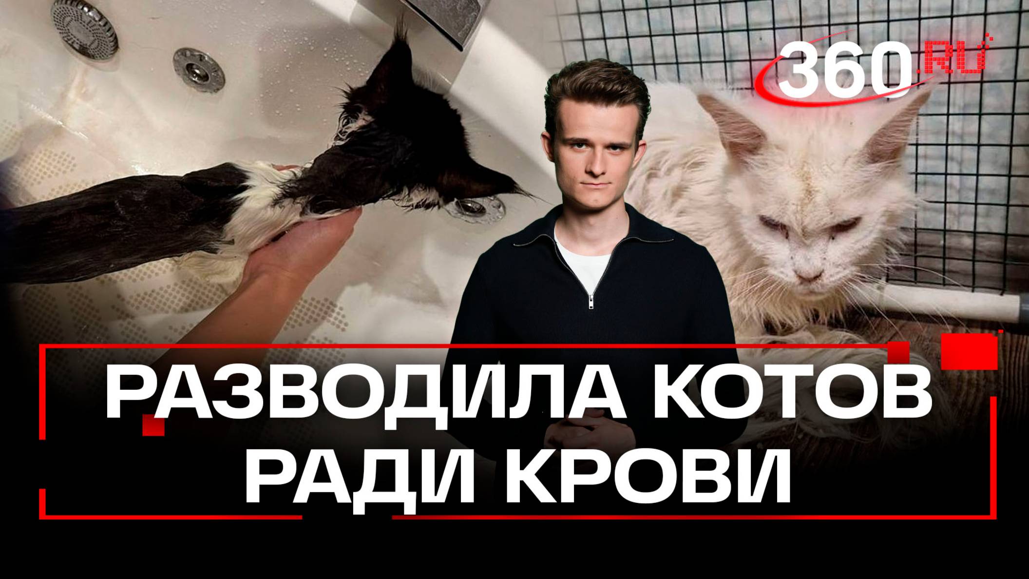 Адский кошачий питомник: москвичка разводила породистых животных, чтобы заработать на их крови