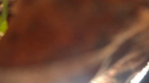 Охота с гончими на зайца