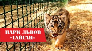 Парк львов "Тайган" 2025