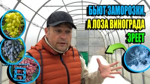 ЧЕРЕДА ЗАМОРОЗКОВ ДО -10 °C! КАК СЕБЯ ЧУВСТВУЕТ ВИНОГРАДНИК ПОД УКРЫТИЕМ? СЕВЕРНЫЙ ВИНОГРАДНИК 25-35