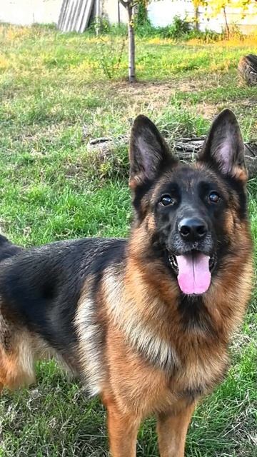 Баларис ИНКВИЗИТОР и Баларис УЗУРПАЦИЯ