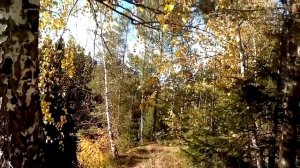 Красивая осень! Береза. Река.