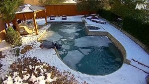 America′s Funniest Home Videos. America's Funniest Fails 😆 Best Fails of the Week