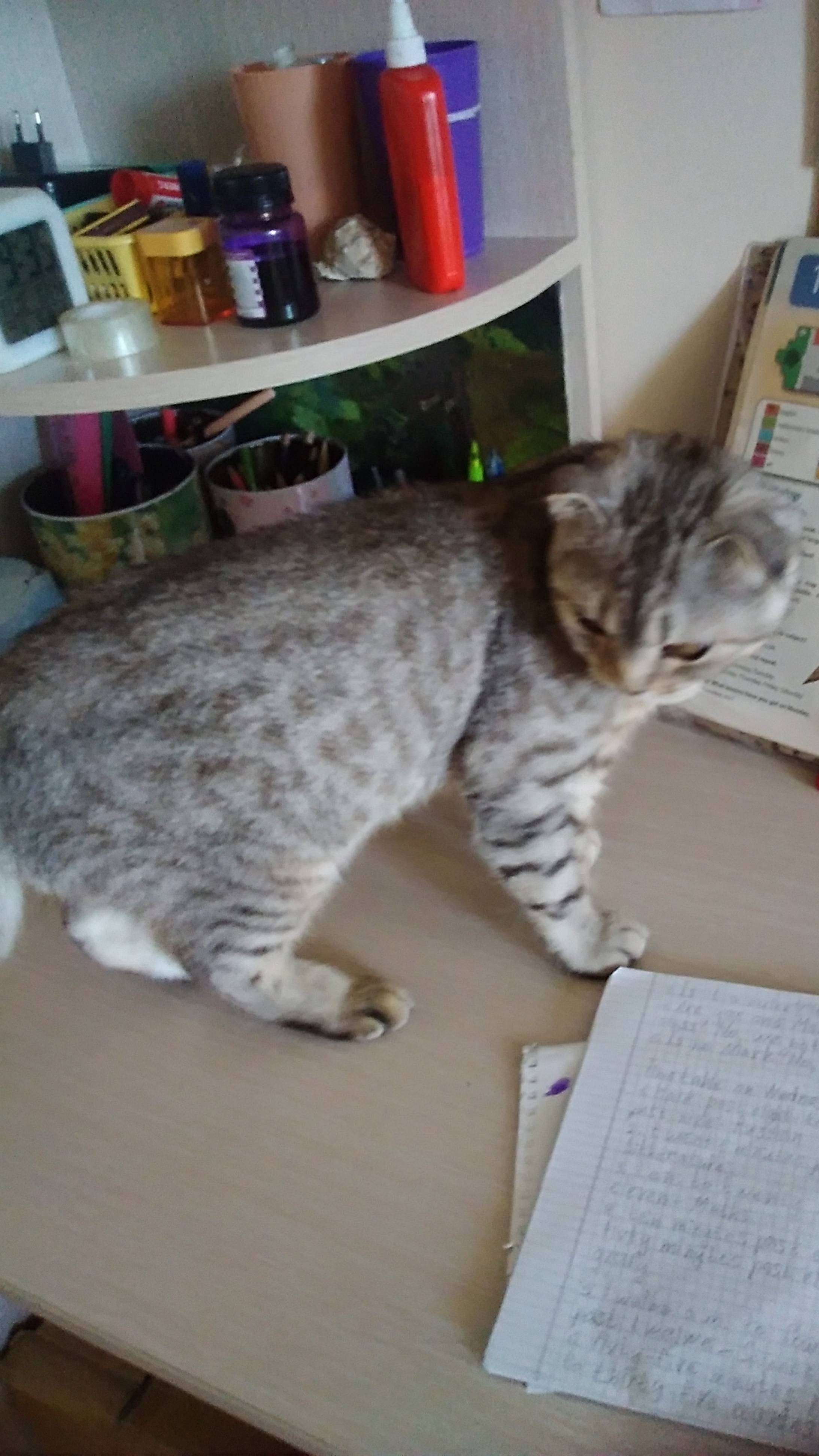 Cat? It's CAT!? WOW!