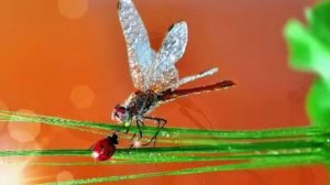 Мой Спаситель жив