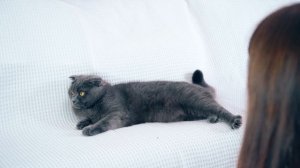 ЧТО ЕСЛИ УМЕРЕТЬ ПРИ КОШКЕ? | РЕАКЦИЯ КОШКИ | ПРАНК