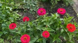 Красивая низкорослая циния. Сорт Милый карлик.