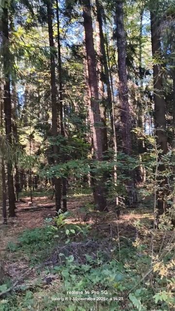 Подмосковный лес 🌳🌲☀️🌳🌲 30.09.2025 смотреть онлайн