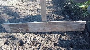 Посадка чеснока