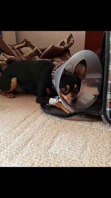 Давай купим собачку? Ожидание и реальность 😥🙈 #русскийтой #toyterrier_club #ожиданиеиреальность смотреть онлайн