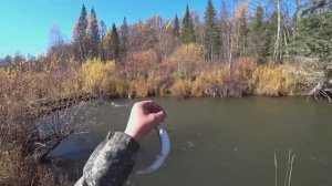 Осенняя-Таёжная рыбалка в тайге/ Ловля Хариуса в Сентябре  с Листопадом покатился/Клёв из ПОД КОРЯГ