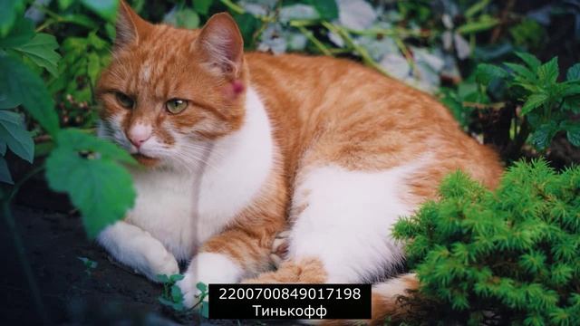 Коллектор гомосек