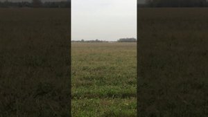 нашли лес часть 2